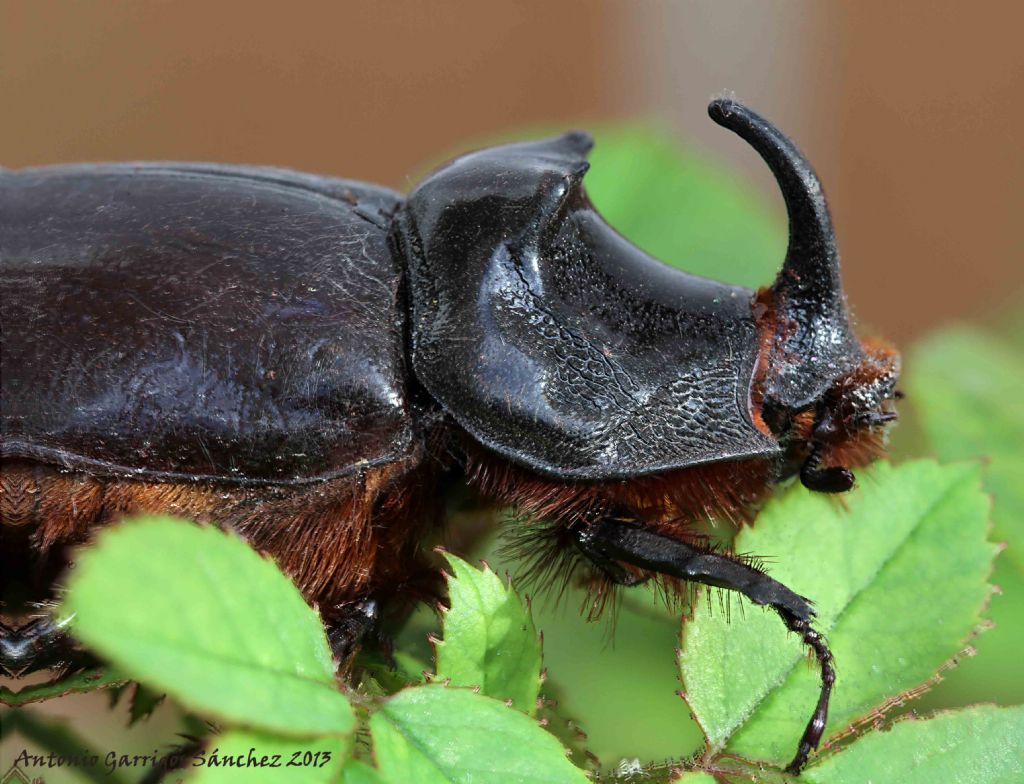 Oryctes nasicornis
